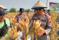 Polsek Taman Polresta Sidoarjo bersama petani melaksanakan panen jagung di lahan pertanian Kelurahan Sepanjang, Kecamatan Taman, Kabupaten Sidoarjo, Jumat (18/9/2026).