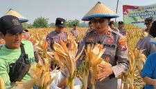 Polsek Taman Polresta Sidoarjo bersama petani melaksanakan panen jagung di lahan pertanian Kelurahan Sepanjang, Kecamatan Taman, Kabupaten Sidoarjo, Jumat (18/9/2026).