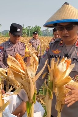 Dukung Ketahanan Pangan, Polsek Taman dan Petani Panen 13 Ton Jagung