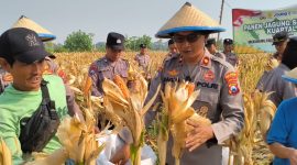 Polsek Taman Polresta Sidoarjo bersama petani melaksanakan panen jagung di lahan pertanian Kelurahan Sepanjang, Kecamatan Taman, Kabupaten Sidoarjo, Jumat (18/9/2026).