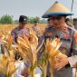 Polsek Taman Polresta Sidoarjo bersama petani melaksanakan panen jagung di lahan pertanian Kelurahan Sepanjang, Kecamatan Taman, Kabupaten Sidoarjo, Jumat (18/9/2026).