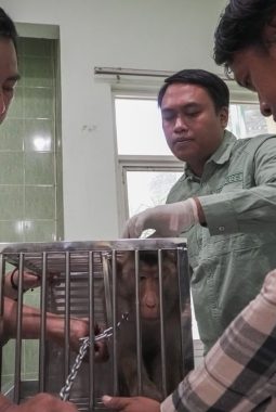 DPPP Sidoarjo Gelar Vaksinasi Rabies Gratis untuk Hewan Peliharaan