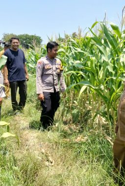 Dukung Program Ketahanan Pangan, Polsek Sukodono Cek Pertumbuhan Jagung di Kebonagung