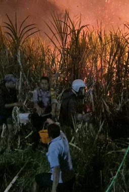 Lahan Tebu di Popoh Wonoayu Terbakar, Polisi dan Warga Cegah Api Meluas