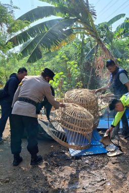 Viral Dugaan Arena Judi Sabung Ayam, Polsek Waru Langsung Bongkar Lokasi